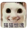 猫鼠特工猫猫惊魂游戏