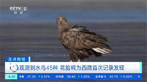 小凯直播截图2