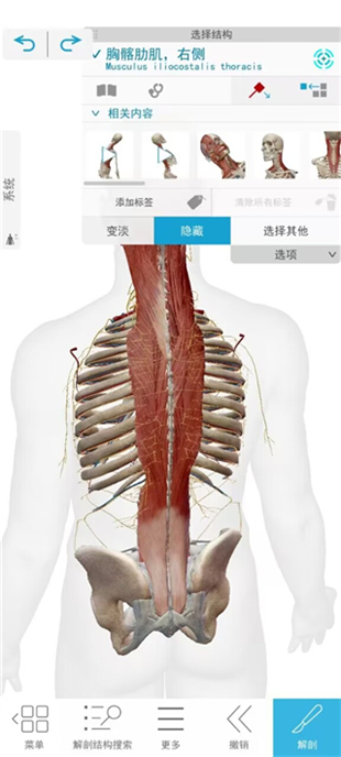 atlas人体解剖