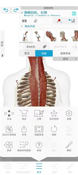 atlas人体解剖