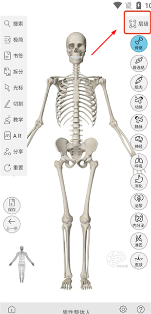 维萨里3D解剖