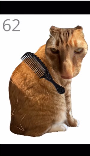 给猫梳毛游戏